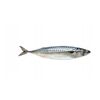 MRAŽ. makrela nekuchaná 200-400g/20kg