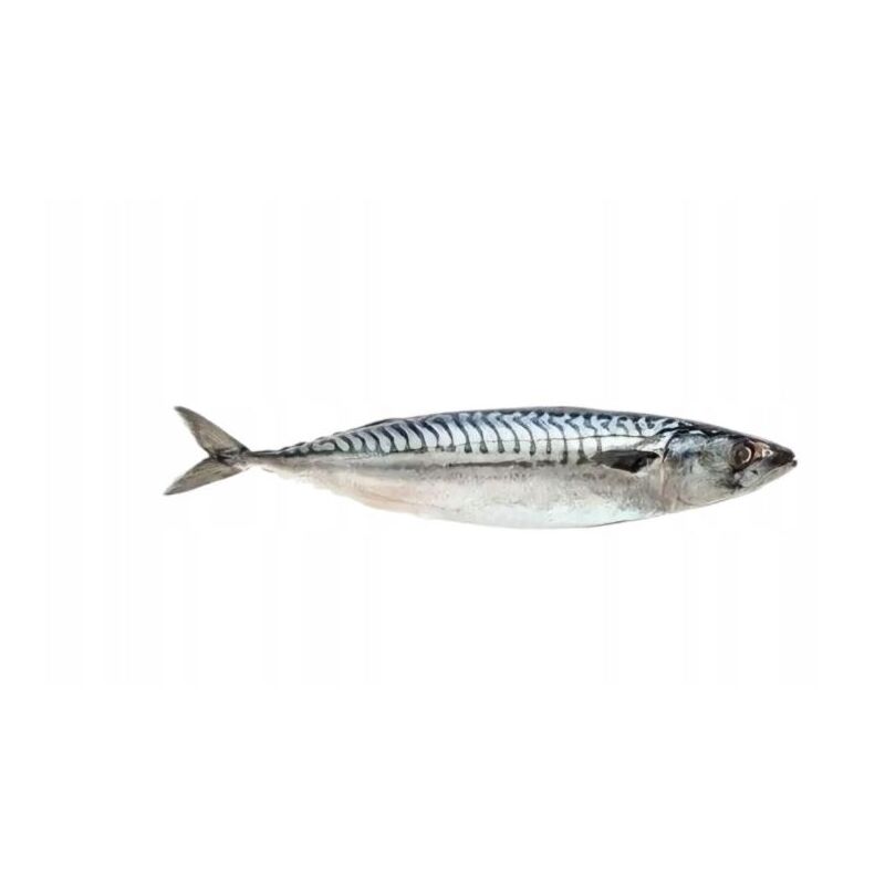 MRAŽ. makrela nekuchaná 200-400g/20kg