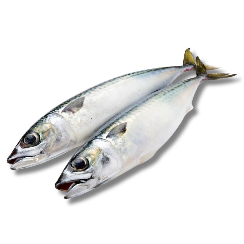 MRAŽ. makrela nekuchaná ŠIŠMA 300 -500g